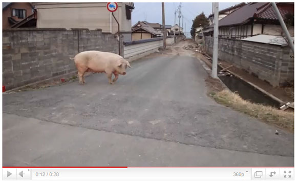 福島県南相馬市の被災地映像 / 豚や牛は放し飼い状態 | ロケットニュース24