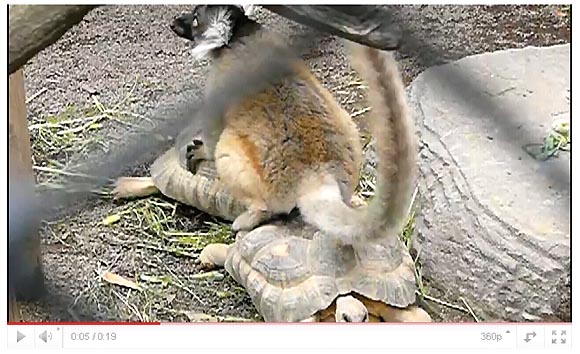 まるで2両編成の列車！ 2匹のカメに乗って移動するサル | ロケット