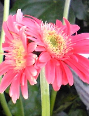 突然変異 双子のお花がめっちゃカワイイ ロケットニュース24