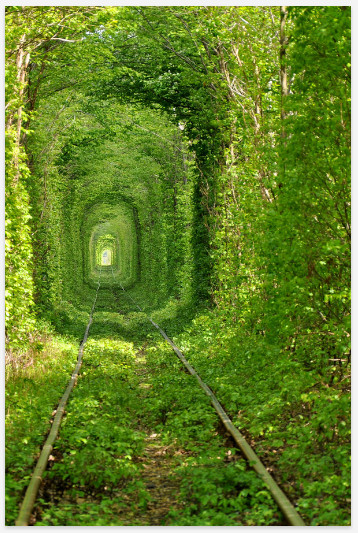 吸い込まれそうになるほど美しい 緑葉に囲まれたウクライナの 緑のトンネル ロケットニュース24