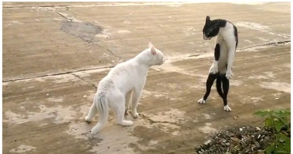 コブラのように威嚇するニャンコが話題に ロケットニュース24