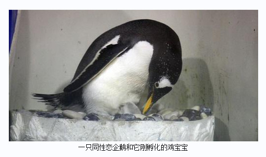 ペンギンの同性愛カップル、養子を迎え夫婦として祝福される