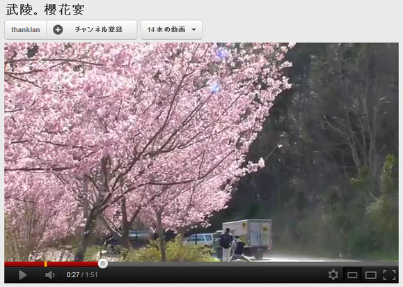 桜前線クルー!!　日本は激寒だけど台湾ではもう桜が咲いてるよ