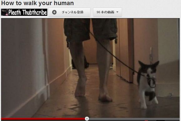 【ニャンコ向け記事】人間を上手く散歩させるハウツー動画が公開される