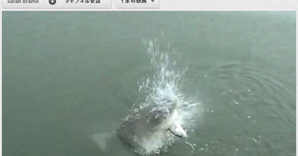 衝撃動画 魚釣りしてたら獲物をサメに横取りされて大興奮する動画が話題に ロケットニュース24