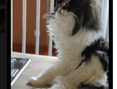 顔のない猫 チェイスとその飼い主に世界が胸を打たれる ネットユーザー 命 に美しいも醜いもないと思った ロケットニュース24