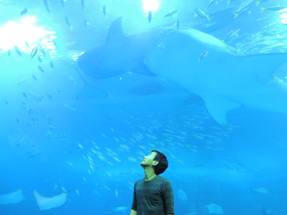 【沖縄美ら海水族館】ジンベイザメと写真を撮るとフォトショで加工したような衝撃的写真になるざんす