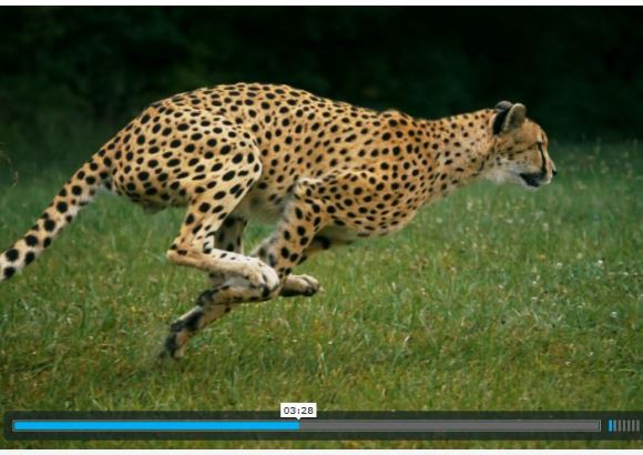 見とれてしまうほどの美しい筋肉 地上最速の動物 チーター の超スローモーション動画が必見すぎる ロケットニュース24