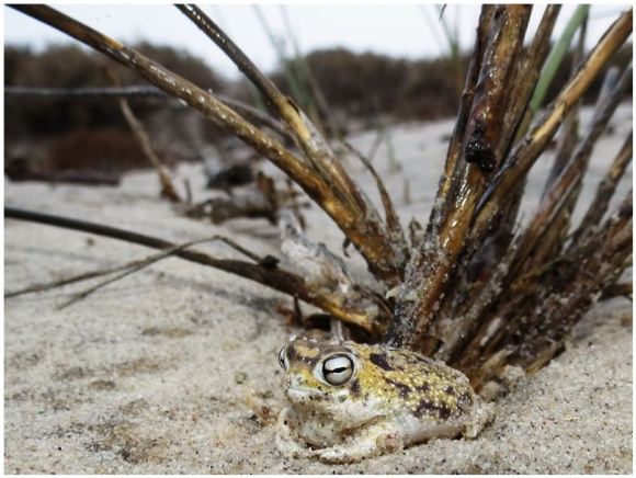 なんだこのキュートな鳴き声は 南アフリカで撮影されたカエルが史上最強に可愛いと話題に ロケットニュース24