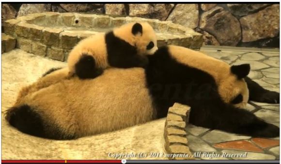 ぐたーと寝そべるお母さんパンダとそれを必死に起こそうとする赤ちゃんパンダが恐ろしいほど可愛い件 ロケットニュース24