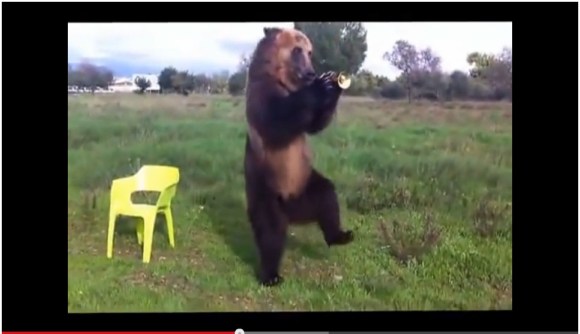衝撃動画 中に人が入ってるだろ と疑われるほどハンパなく賢い熊 ロケットニュース24