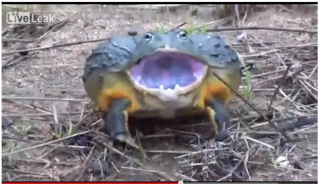 【視聴注意】鋭い歯を持つ「アフリカウシガエル」が凶暴すぎて怖い!!