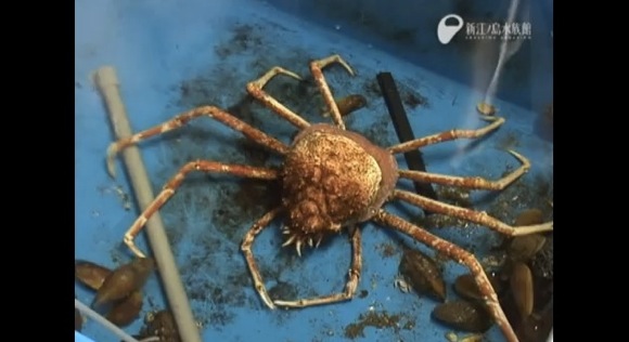 The giant spider crab sloughed off old skinth_