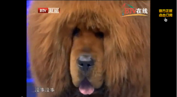 中国の動物園でライオンが ワンワン と鳴く珍事発生 犬だった 動物園 ライオンがいなかったので ロケットニュース24