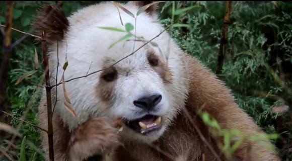 動画あり 白黒じゃないの 世界に1頭しかいない 茶色のパンダ の映像が公開されて話題に ロケットニュース24