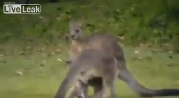 Kangaroo Puts Another Kangaroo To Sleeper Hold_580