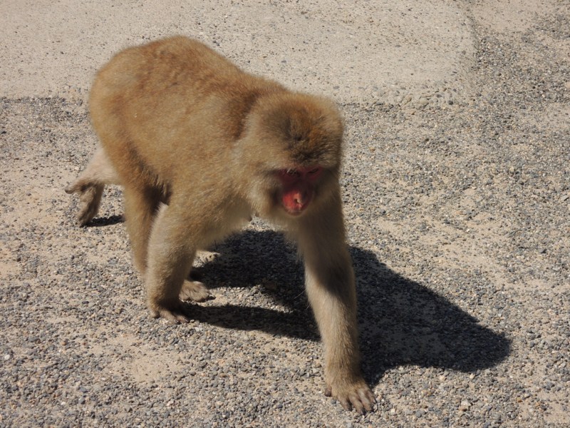 檻が一切ないニホンザルの動物園「地獄谷野猿公苑」がスゴイ! 冬は温泉につかるサルが観察できるかも!? | ロケットニュース24