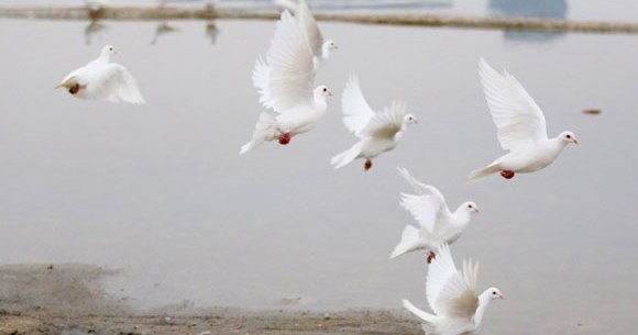 中国 新婚カップルが結婚写真で白いハト100羽を放つ 食べ物だ と住民殺到 ハトほぼ全滅 ロケットニュース24