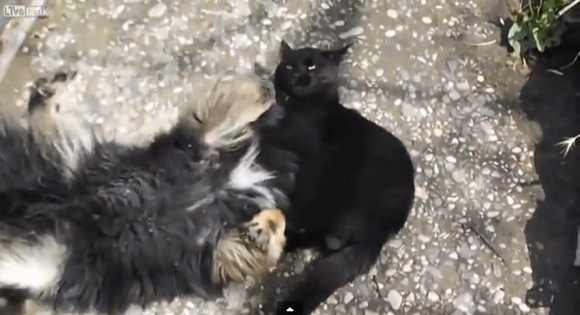 【衝撃格闘動画】猫が犬にスリーパーホールド