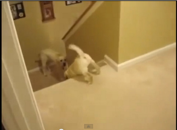 【犬 vs 猫】ワンコとニャンコの「わが子に階段の降り方を教えたら」の比較動画が “あるある” だと話題