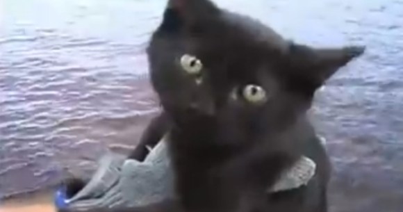 徹底解説 ネットで話題の イヌやネコが釣り針に刺されてサメのエサにされる動画 はインチキまみれのデマ動画だから騙されないように要注意 ロケットニュース24