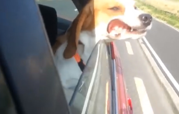 【衝撃動画】走行中の車の窓から「風を感じている」犬が “ブサカワ” のレベルを越えている件