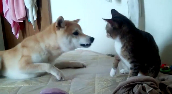 【動画】犬と猫が取っ組み合いの大喧嘩！→ 飼い主が制止 →　ニャンコ「何もしてないニャン？」ワンコ「あっ」