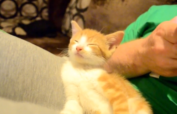 【悶絶必至】子猫が眠りにつくまでを記録した動画が話題 / ネットの声「このネコはまさに私だ」
