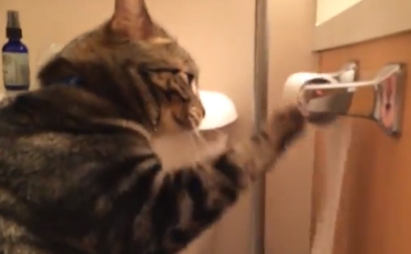 【ほのぼの動物動画】出したトイレットペーパーを片付けるネコの動画が話題 / ネットの声「かわいくて賢いネコだな〜」
