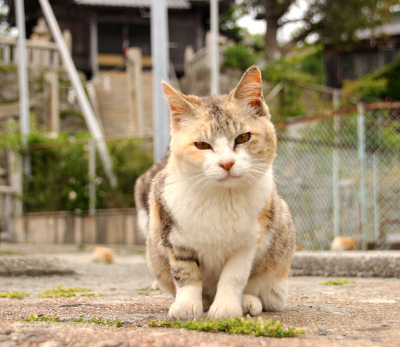 猫島に行く人必見 愛媛県の青島に行く際に絶対に準備 注意しておきたいこと7つ 持ち物リストもあり ロケットニュース24