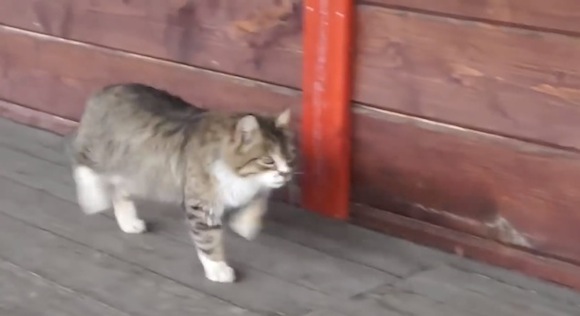 【動画あり】すげえウキウキしながら歩くネコ