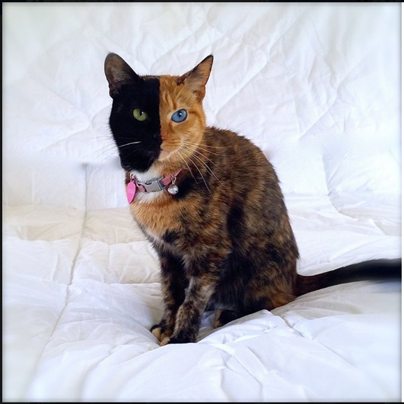 奇跡の猫！ 顔半分がきっちりと2色に分かれた猫のヴィーナスちゃんがFacebookで大人気