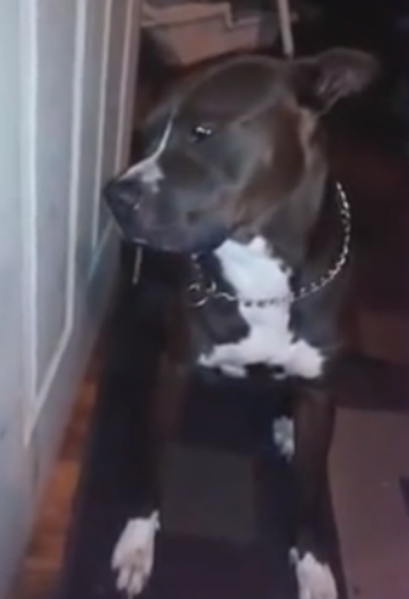 【ショッキング動画】犬がマリファナを食べてしまった！ フラフラの犬を飼い主が撮影してアップすると世界中から批難殺到!!
