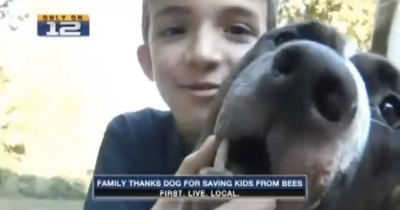 犬と少年 見習うべき勇敢さと冷静さ 蜂の大群から少年を救ったワンコがとにかくエライ ロケットニュース24