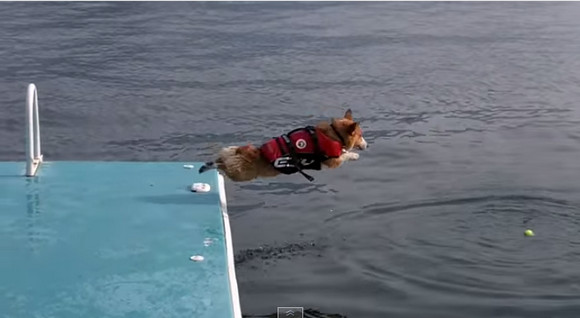 【キュン死】短足キュートな “コーギー犬” が水に飛び込むとこうなるって動画