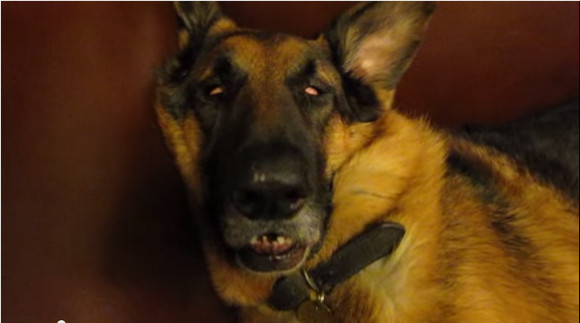 【動画あり】熟睡したシェパード犬の顔が完全にエクソシストだと話題