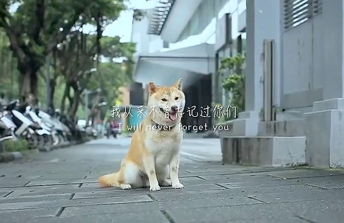 ハンカチ必須 ペット虐待防止キャンペーンで公開された 捨てられた犬が一途に飼い主の元へ戻ろうとする動画 がマジで涙を誘う ロケットニュース24