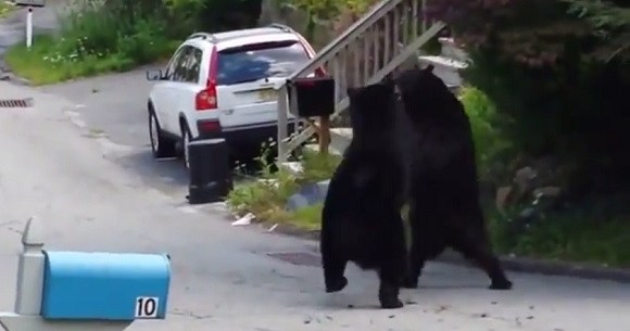 嘘っぽい言い訳 自宅前でクマがタイマン張ってて家から出られないので遅刻します が通用しそう ロケットニュース24