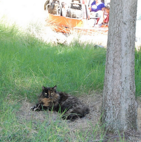 猫も立派な キャスト なのニャ ディズニーランドに住み着いたニャンコたち 推定0匹が 勤務中 ロケットニュース24