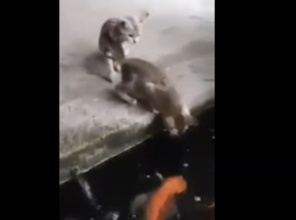 【ニャンコ失敗動画】お魚を見ていた2匹のネコに思わぬ災難が降りかかる！ 「大丈夫か!?」と世界のネットユーザーも超心配