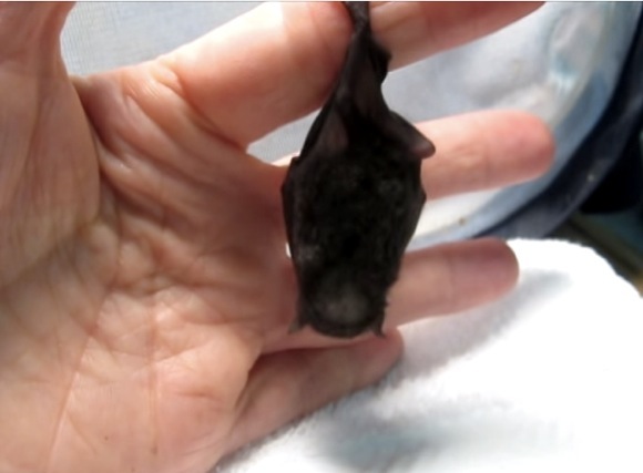 感涙動画 人間の手で大切に育てられるコウモリの赤ちゃん 掌のなかで安心しきったその姿に思わずグッとくる ロケットニュース24