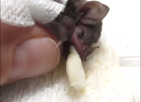 【感涙動画】人間の手で大切に育てられるコウモリの赤ちゃん / 掌のなかで安心しきったその姿に思わずグッとくる
