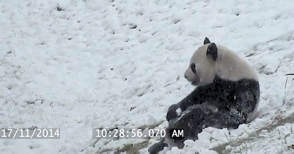 癒し動画 雪と遊ぶ ありのままのパンダ が激撮される ロケットニュース24