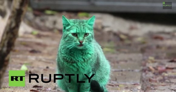 一体なぜ ブルガリアで エメラルドグリーン色の猫 が発見される ロケットニュース24