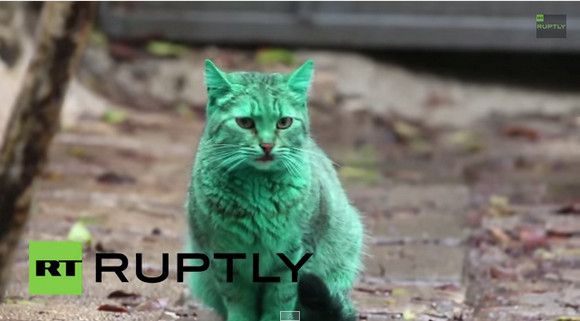 【一体なぜ】ブルガリアで「エメラルドグリーン色の猫」が発見される