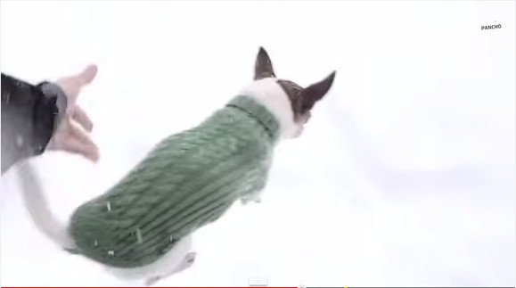 【大変】雪の中をチワワと散歩するとエライことになるって動画