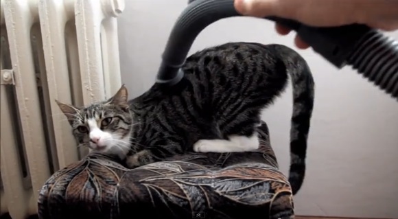 【ニャン革命動画】「ネコ」と「掃除機」を仲良させる方法を伝授！ 難易度高めでも達成感はあるはず / でも実用性は低め？