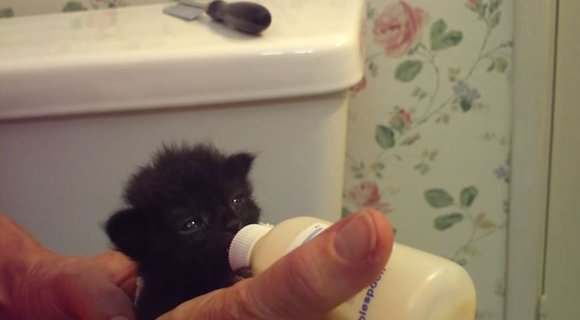 ピコピコピコ…… 哺乳瓶からミルクを飲む『赤ちゃんネコ動画』 / お耳がピコピコし過ぎてキュン死どころではない騒ぎ