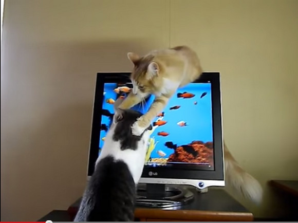 【動画】ニャンコがモニタの中の魚につい反応 → 「待て！これは人間の罠だ!!」と相棒ニャンコが止めに入る!!　2匹のやりとりが悶絶キュートな件