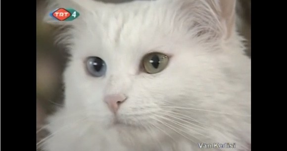 世界にたった1000匹のネコ オッドアイ に 真っ白な毛 なんとも美しいトルコの ヴァン猫 その存在を疑問視する声も ロケットニュース24